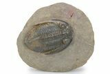 Multi-Toned Odontochile Trilobite - Morocco #356942-3